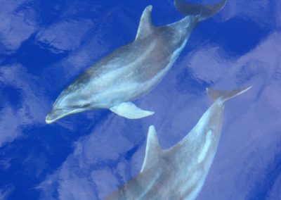 avistamiento de delfines tenerife