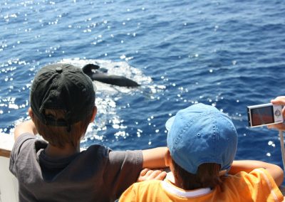 avistamiento ballenas barco de water sports los cristianos