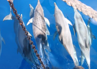 avistamiento de delfines barco de water sports los cristianos