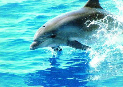 delfine ver delfines en tenerife avistamiento de ballenas